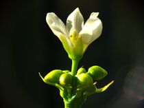 Venusfliegenfallenblüte by Edgar Schermaul