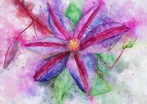 Aquarell einer Clematis Blüte. by havelmomente