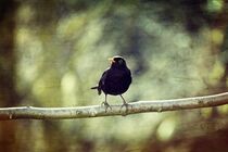 Die Amsel von Claudia Evans