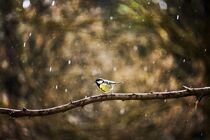 Ein kleiner Singvogel  von Claudia Evans