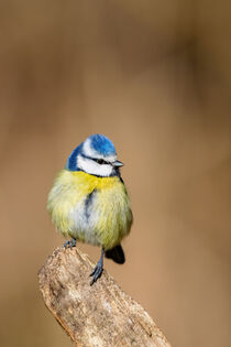 Blaumeise (Cyanistes caeruleus) von Dirk Rüter