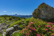 Alpenrosenblüte am Nebelhorn von Walter G. Allgöwer