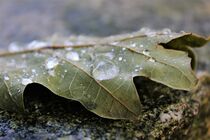 Herbstblatt mit Wassertropfen - Makro von Susanne Winkels