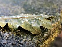 Herbstblatt mit Wassertropfen - Nahaufnahme by Susanne Winkels