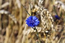 Kornblume im Getreide von Susanne Winkels