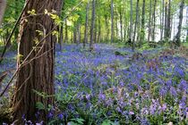 'Im Wald der blauen Blumen' von Susanne Winkels