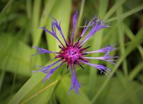 Bergflockenblume - Makroaufnahme von Susanne Winkels