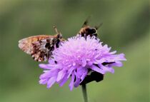 Witwenblume mit Besuchern, Makro by Susanne Winkels