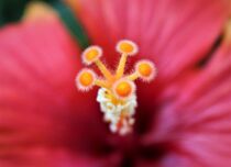 Roter Hibiskus - Makrofotografie von Susanne Winkels