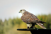 Falke im Wildpark von Franziska  Wilhelm