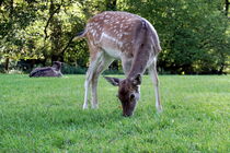 Reh grast auf Wiese