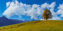 Friedenslinde auf der Wittelsbacher Höhe, 881m, Illertal, Allgäu von Walter G. Allgöwer