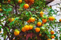 Reife Orangen am Baum. Gemalt. by havelmomente