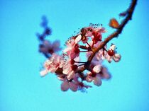 Zartrosa Frühlingsblüten by Edgar Schermaul