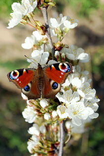 In voller Blüte by Bianca Grams