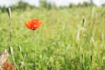 Lonely poppy flower on green field von kristynes