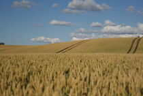 wheat field and blue sky by kristynes