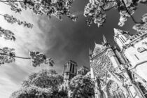 Kathedrale Notre-Dame in Paris - Frankreich von dieterich-fotografie