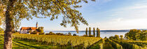 Panorama Wallfahrtskirche Birnau am Bodensee by dieterich-fotografie