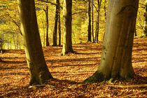 Drei Buchen im Herbst von Susanne Fritzsche