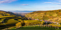 Weinberge in Vogtsburg im Kaiserstuhl von dieterich-fotografie