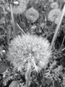 Pusteblume schwarz weiß