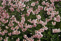 Pink cherry blossoms in spring by John Mitchell