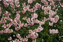 Pink cherry blossoms in spring