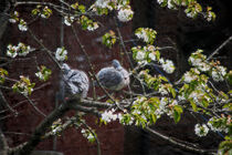Tauben im Krischbaum von Petra Dreiling-Schewe