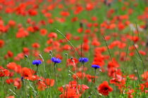 Mohn und Kornblumen by Susanne Fritzsche