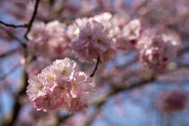 Kirschblüte von Stephan Zaun