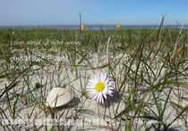 Gänseblümchen am Strand von Kathrin Posegga