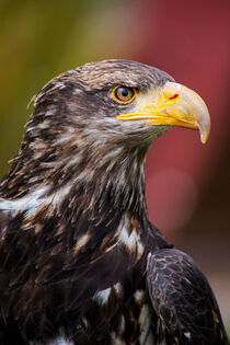 Jungvogel Weißkopfseeadler von Tanja Riedel