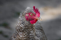 Portrait eines Blauen Sperberhuhns von Susanne Fritzsche