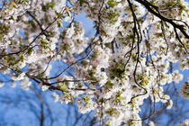 Kirschblüten mit Himmel von Michael Winkler