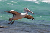 Brillenpelikan (Pelecanus conspicillatus) by Dirk Rüter