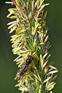 Insekten im Grasdschungel by Eric Fischer