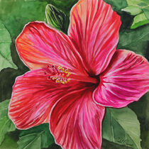 "Pink Hibiscus" von Isabel Conradi