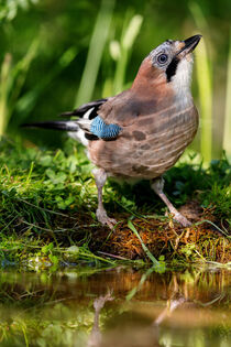 Eichelhäher (Garrulus glandarius) von Dirk Rüter