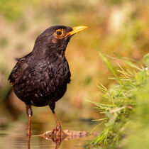 Amsel (Turdus merula) von Dirk Rüter