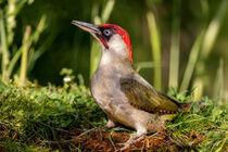 Grünspecht (Picus viridis) by Dirk Rüter