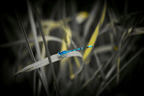 Blaue Libelle auf einem Grashalm by Knut Klante