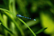 Blaue Libelle auf Moorgras von Knut Klante