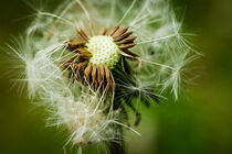 Dandelion oh Dandelion by ronxy