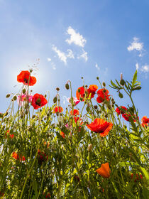 Klatschmohn auf einer Blumenwiese im Frühling von dieterich-fotografie