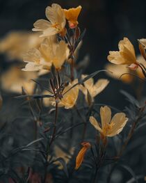 Time goes by von Marcus Hennen