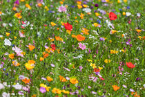 Klatschmohn und Sumpfdotterblumen auf einer Wiese by dieterich-fotografie