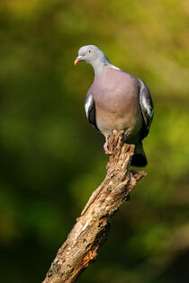 Ringeltaube (Columba palumbus) by Dirk Rüter