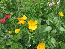 Bunte Blumenwiese mit Kalifornischer Mohn von Heike Rau