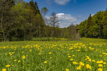 Frühlingswiese in der Rhön von Holger Spieker